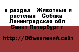  в раздел : Животные и растения » Собаки . Ленинградская обл.,Санкт-Петербург г.